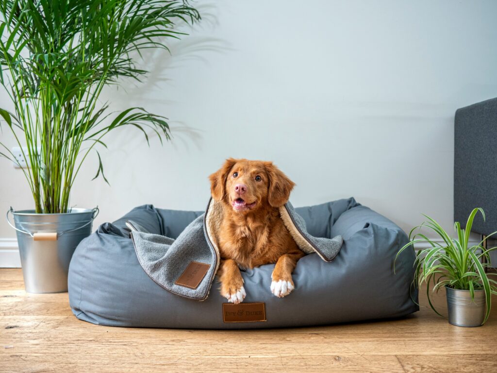 pet-friendly home ideas